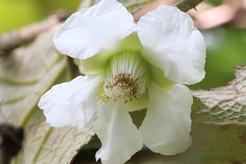 ホウロクイチゴ花-15（20220518）.jpg