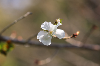 冬桜-11（20201021）.jpg