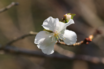冬桜-12（20201021）.jpg