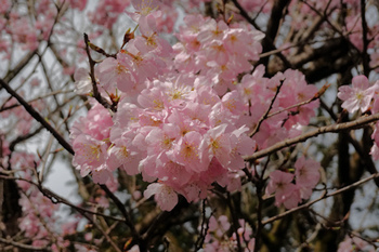 東海桜-4（20200311）.jpg